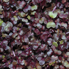 Load image into Gallery viewer, grow your own delicious nutrient dense radish rioja microgreens
