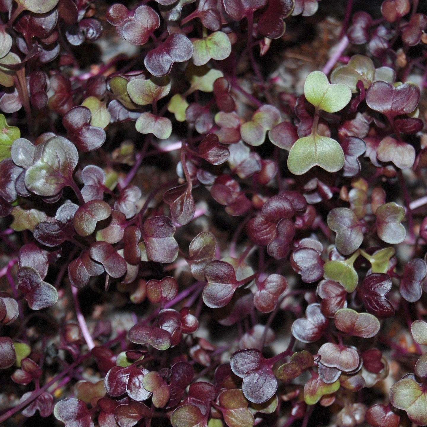grow your own delicious nutrient dense radish rioja microgreens